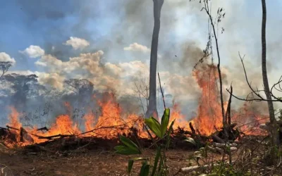 El fuego ingresa al parque Noel Kempff y piden apoyo para sofocar los incendios en el Madidi