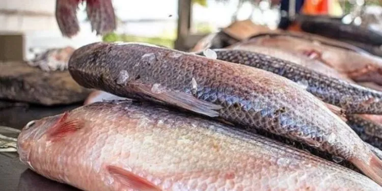 Desde el 15 de septiembre se prohíbe la comercialización de sábalo en Tarija