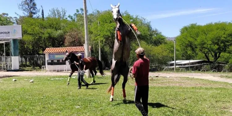 Gobernación de Tarija apoya nuevo encuentro de carreras cuadreras este sábado en La Tablada