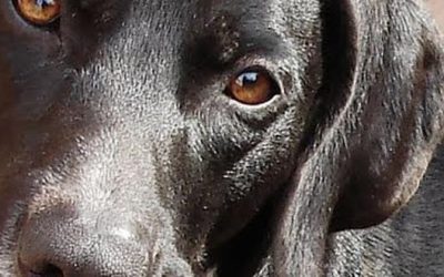 Brutal agresión sexual a un perrito en un barrio de Tarija