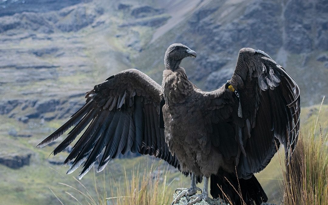 Liberan en Palca a «Anticucha – Katupaya», el cóndor hembra rescatado hace casi dos meses