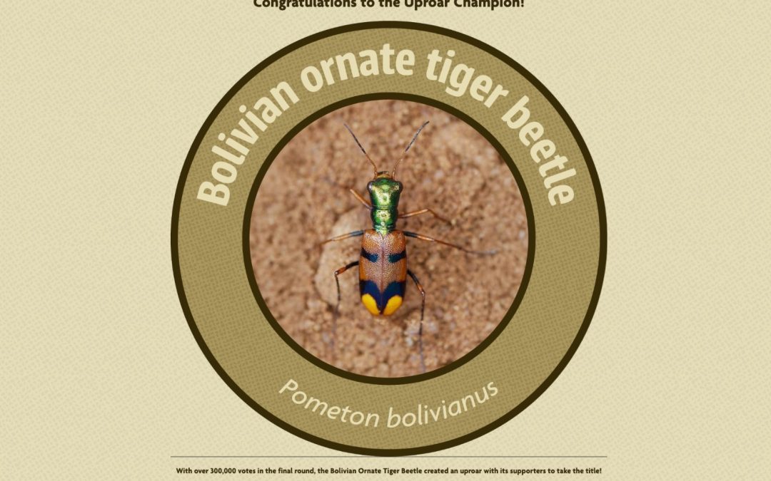 Con 300.000 votos, el escarabajo tigre gana certamen internacional Zoológico de Indianápoli