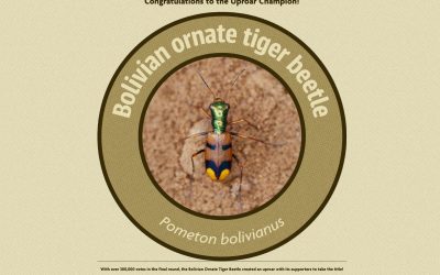 Con 300.000 votos, el escarabajo tigre gana certamen internacional Zoológico de Indianápoli