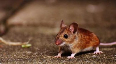 Tarija: Sedes descarta alerta sanitaria por casos de Hantavirus
