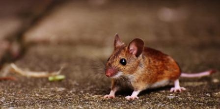 Tarija: Sedes descarta alerta sanitaria por casos de Hantavirus