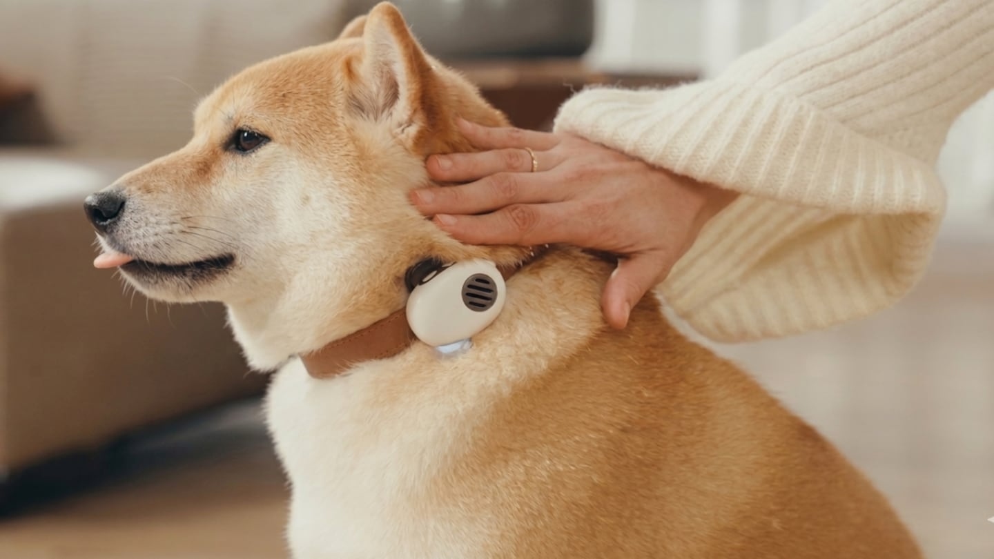 China lanza un traductor para perros y gatos: aseguran que tiene 95% de efectividad y GPS