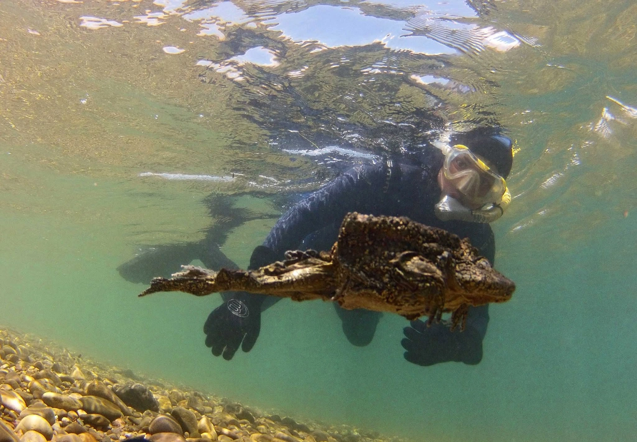 La rana gigante del Titicaca: de símbolo andino a víctima del tráfico ilegal