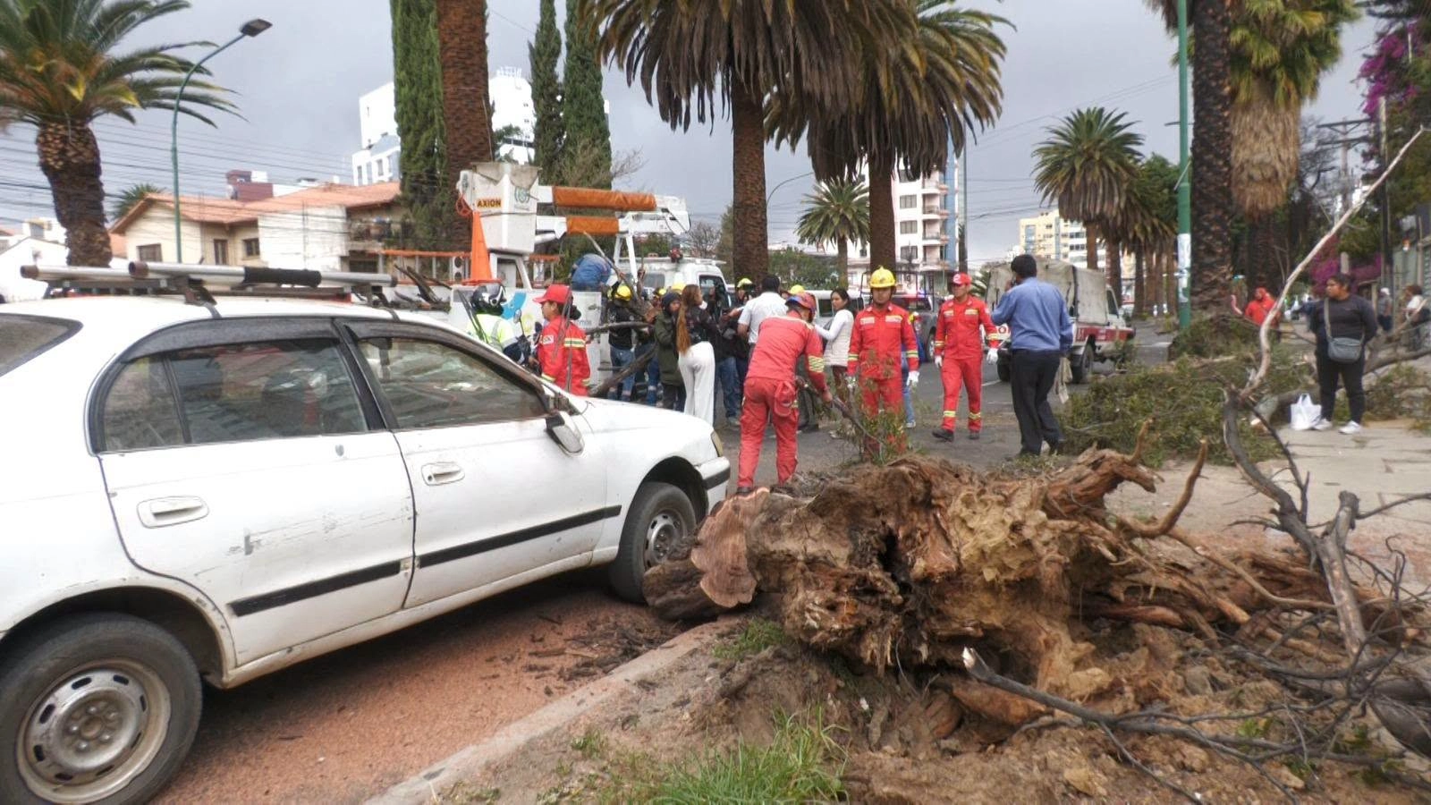 Fuertes vientos provocan caída de árboles en Cochabamba y movilizan a equipos de emergencia