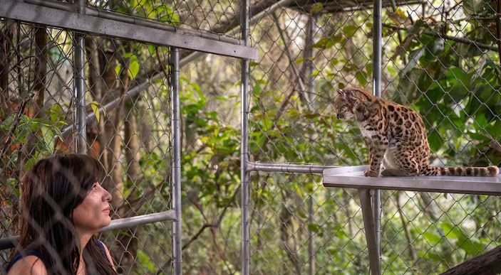 Nueva especie de felino es identificada en los Yungas de Bolivia, la primera descrita en más de un siglo