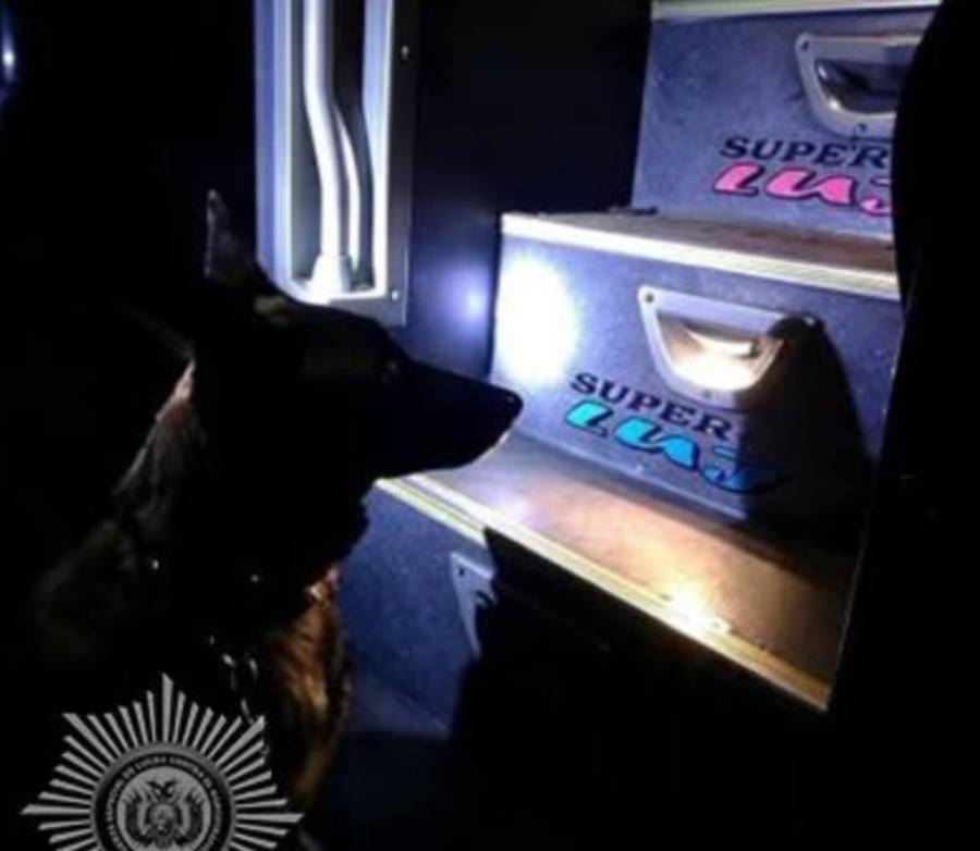 Cochabamba: can antidrogas detecta marihuana en una flota; hay dos aprehendidos