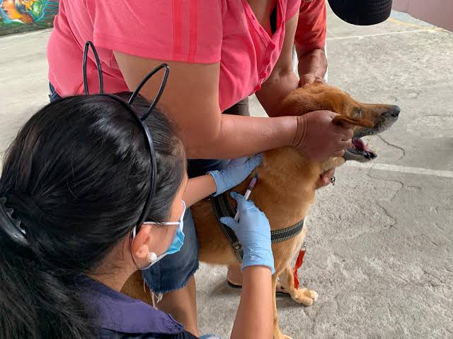 AUTORIDADES DE SALUD DE TARIJA LANZAN LA CAMPAÑA MASIVA DE VACUNACIÓN ANTIRRÁBICA PARA PERROS Y GATOS ESTE 24 Y 25 DE OCTUBRE